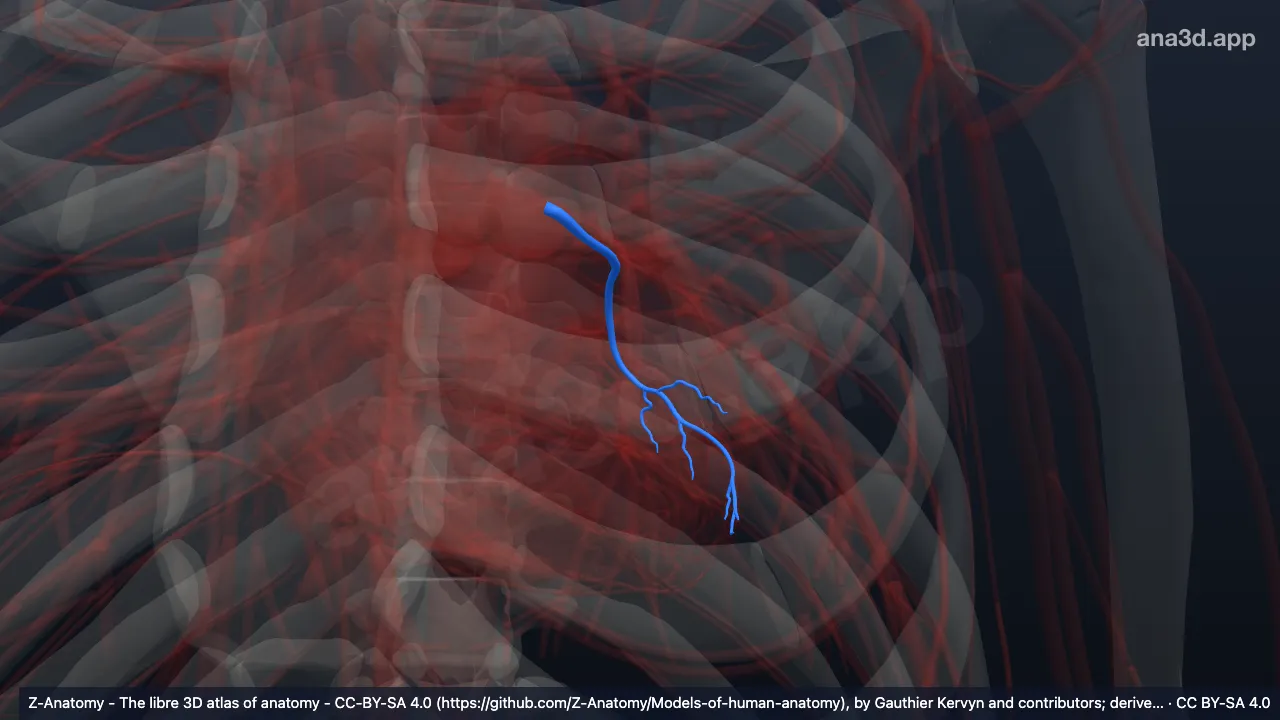Modelo 3D: Artéria circunflexa do coração