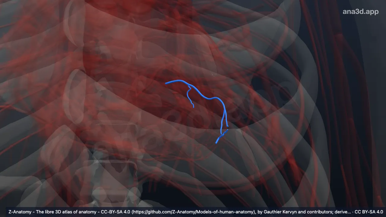 3D model: inferior vein of left ventricle