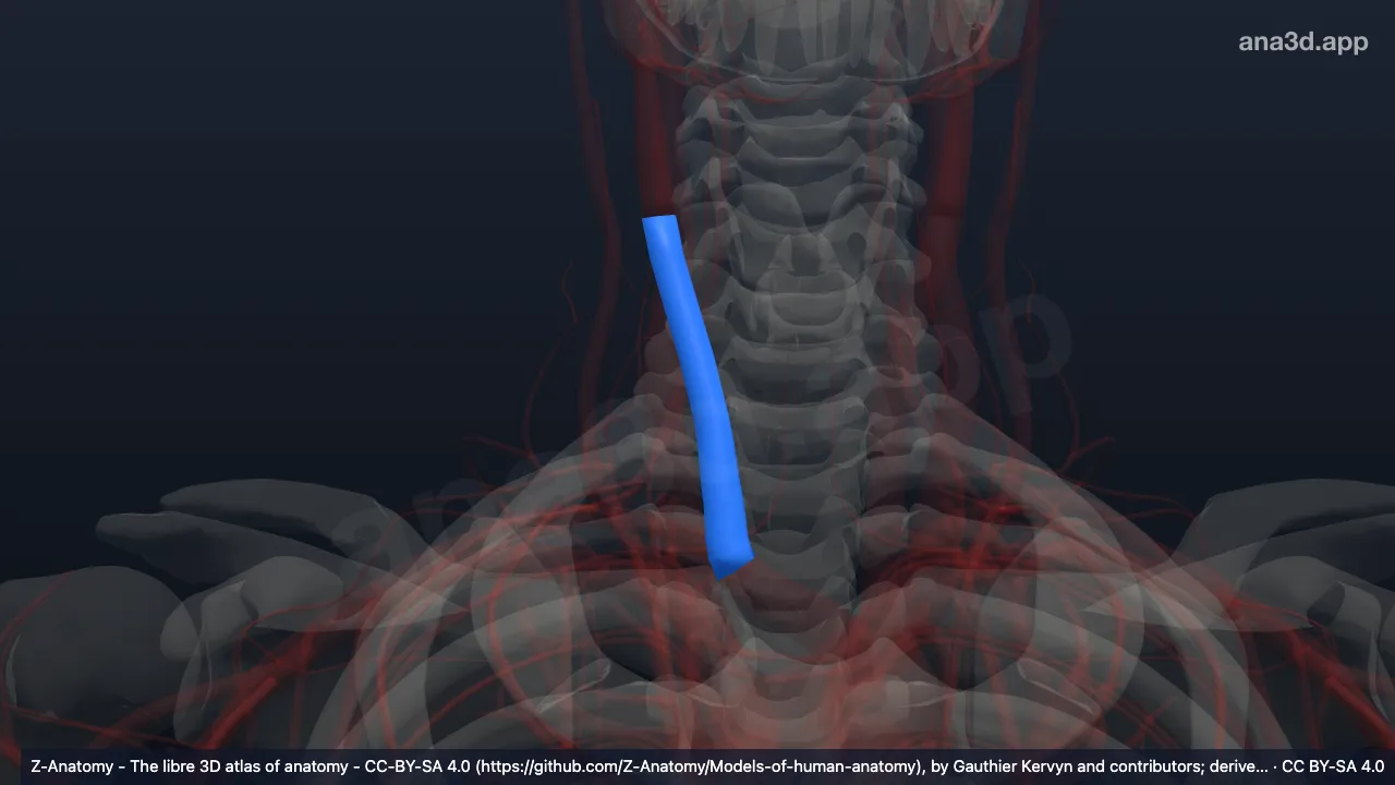 Modelo 3D: Arteria carótida común derecha