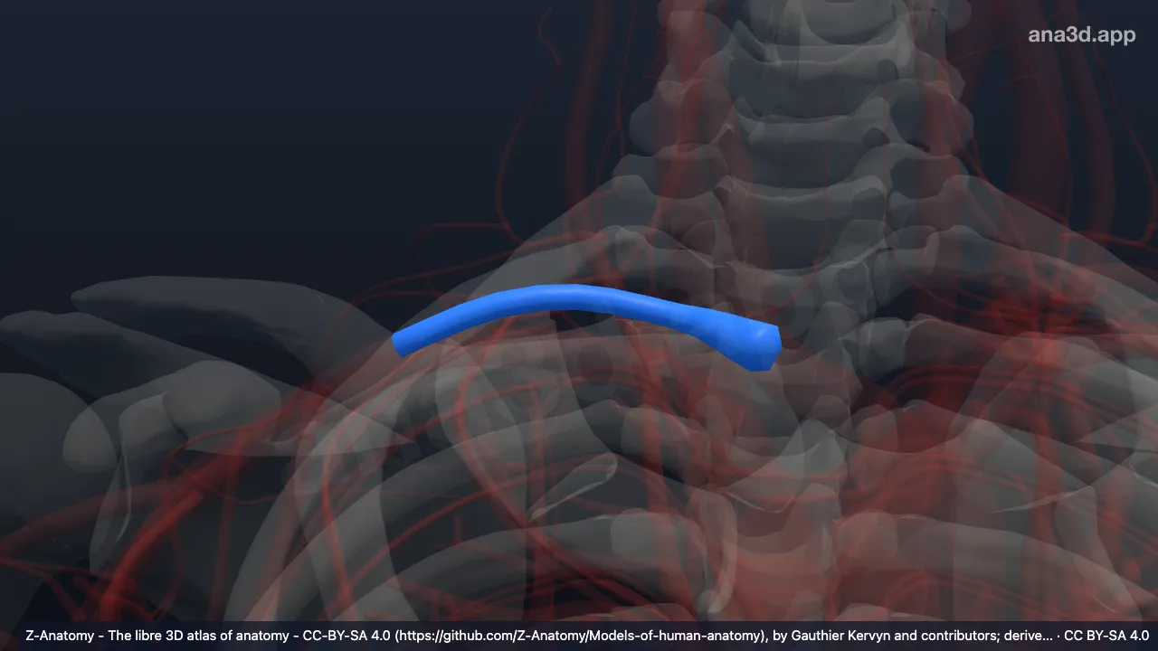 3D model: right subclavian artery