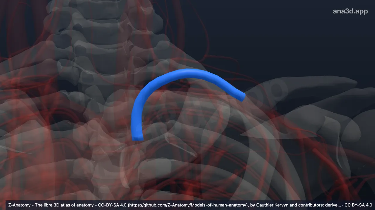 3D model: left subclavian artery