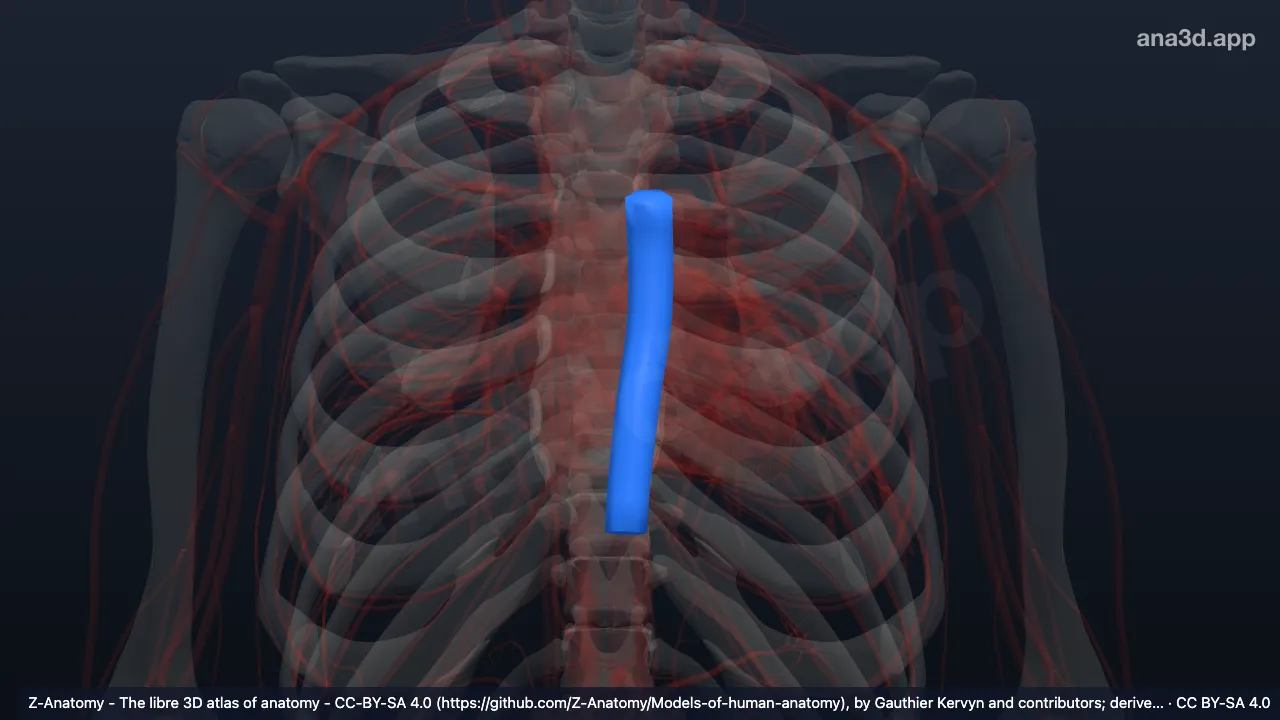 Modelo 3D: Aorta torácica