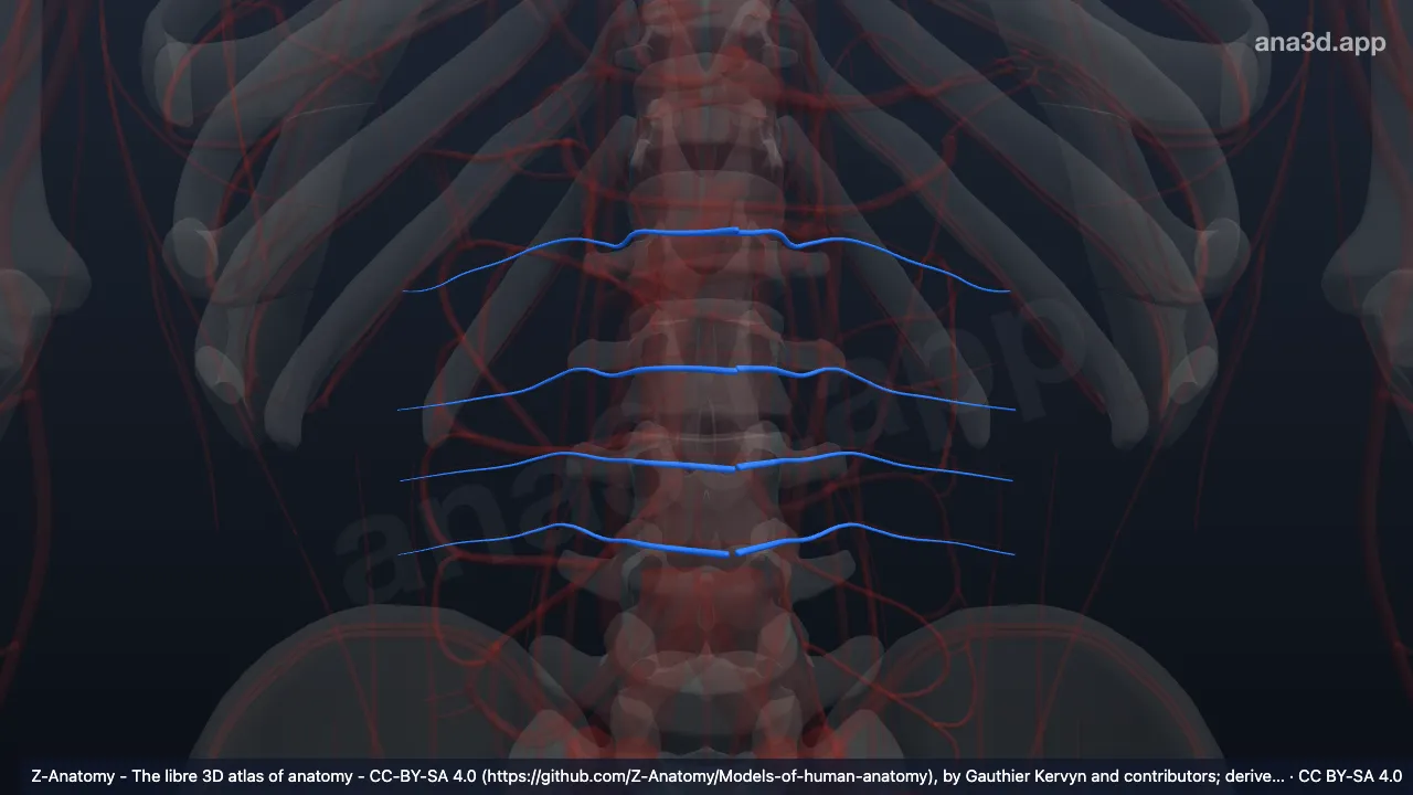 Modelo 3D: Arterias lumbares