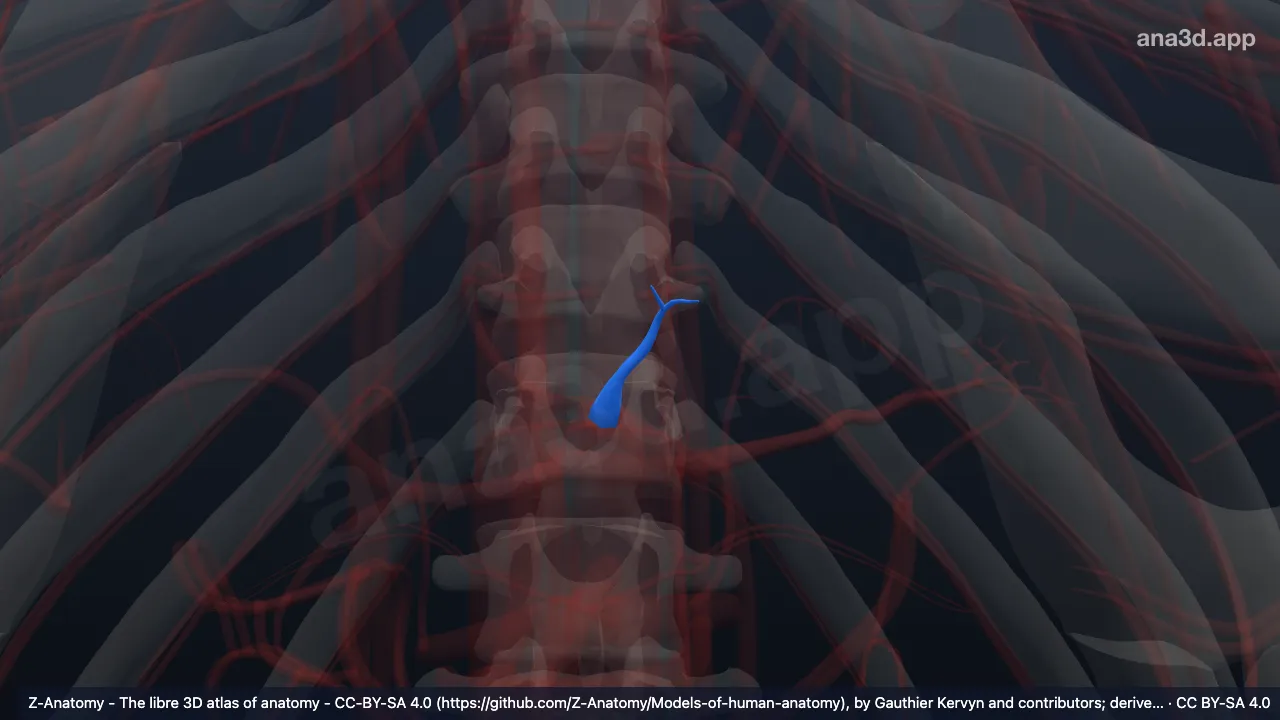 Modèle 3D : Artère gastrique gauche