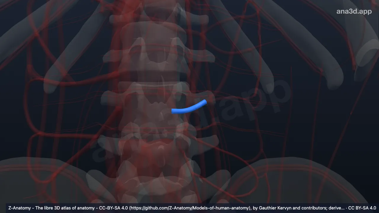 Modelo 3D: Arteria cólica izquierda