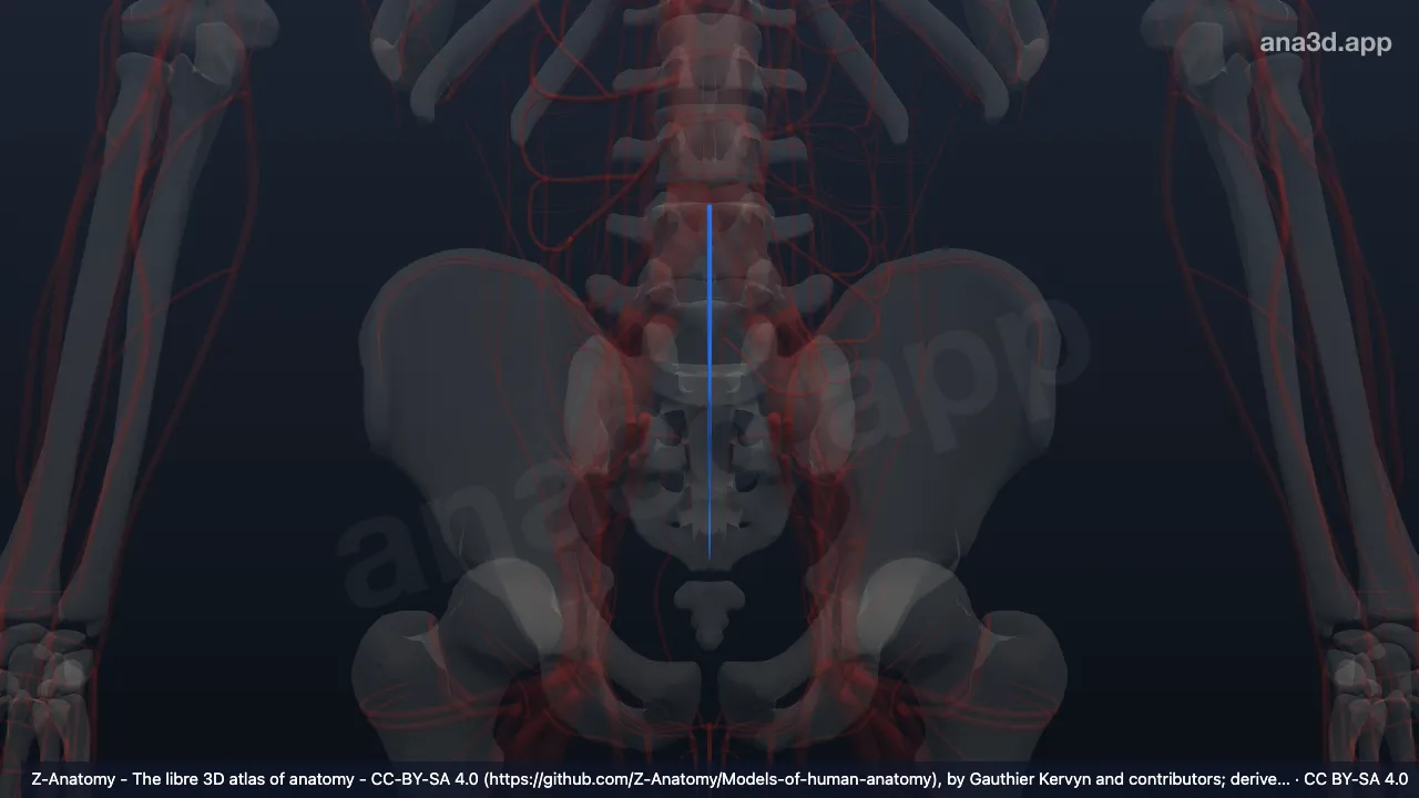 3D-Modell: Arteria sacralis mediana
