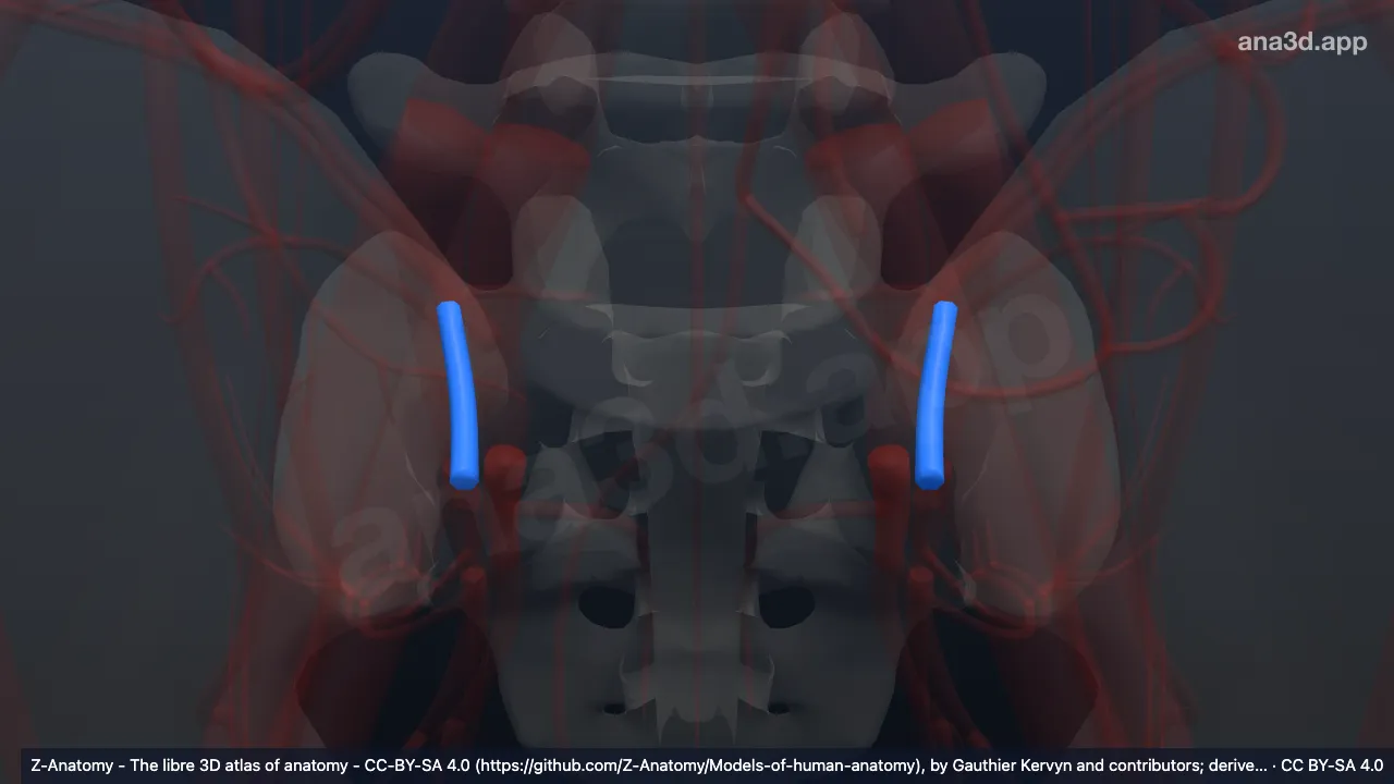Modelo 3D: Artéria iliolombar