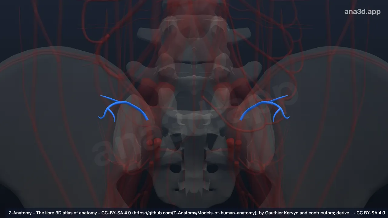 Modelo 3D: Rama lumbar de la arteria iliolumbar