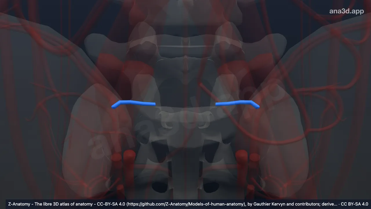 Model 3D: Cabang spinalis arteri iliolumbalis
