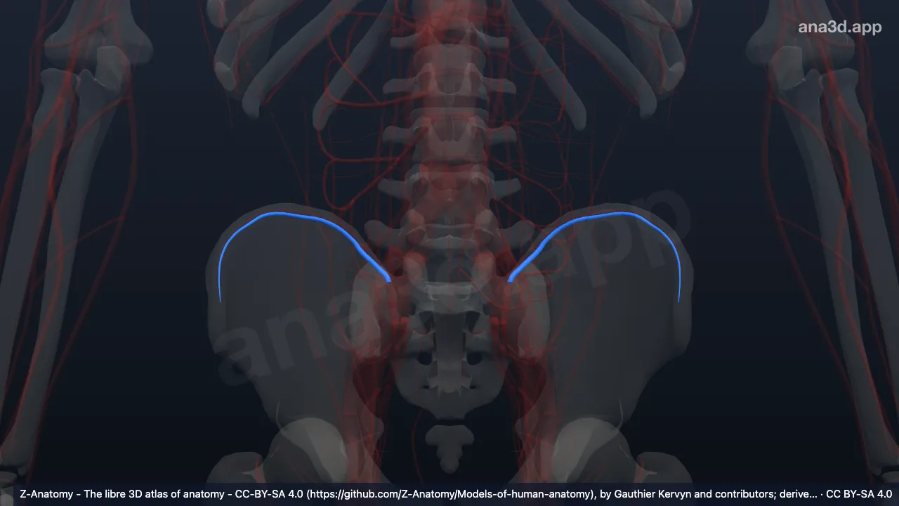 Model 3D: Cabang iliakus arteri iliolumbalis