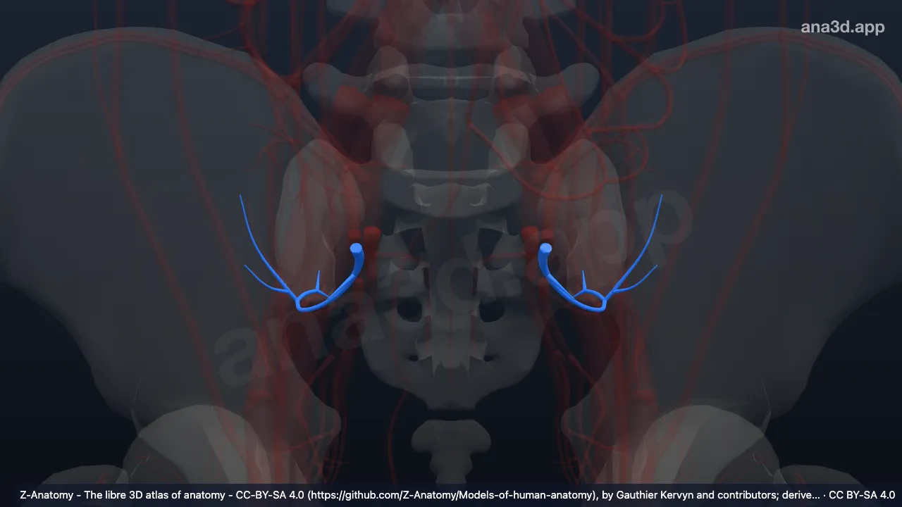 3D-Modell: Arteria glutea superior