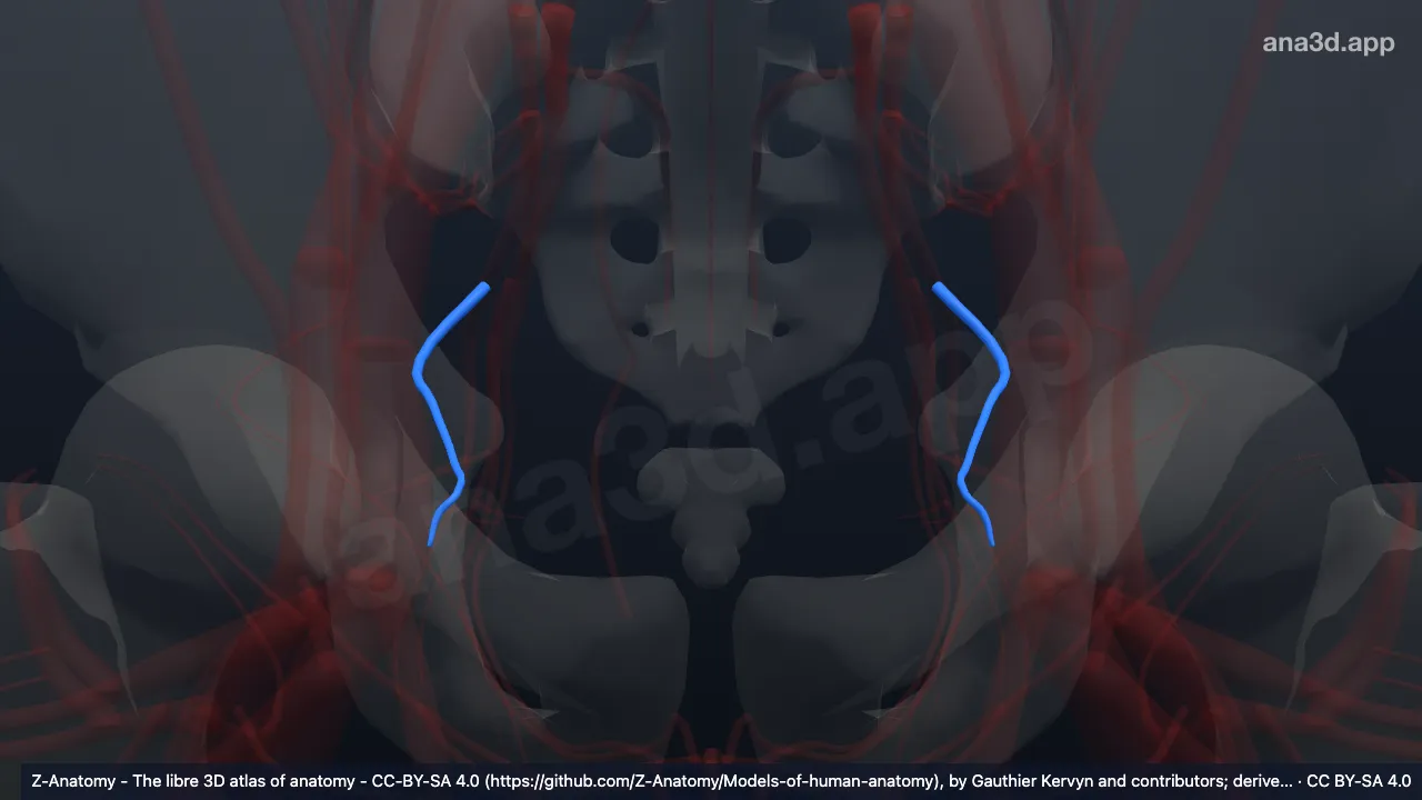 Modelo 3D: Artéria obturadora