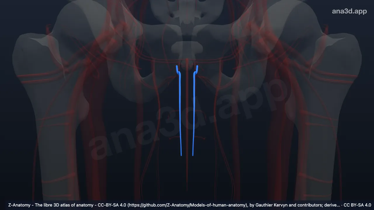 3D-Modell: Arteria profunda penis
