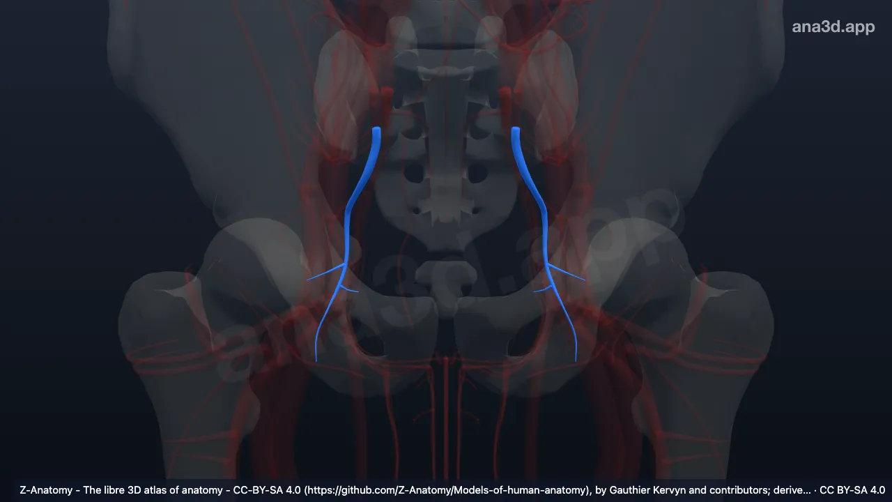 3D-Modell: Arteria glutea inferior