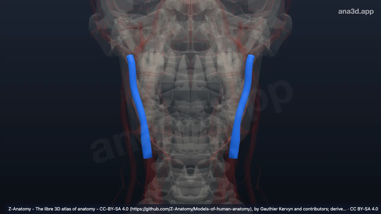 Model 3D: Arteri karotis eksterna