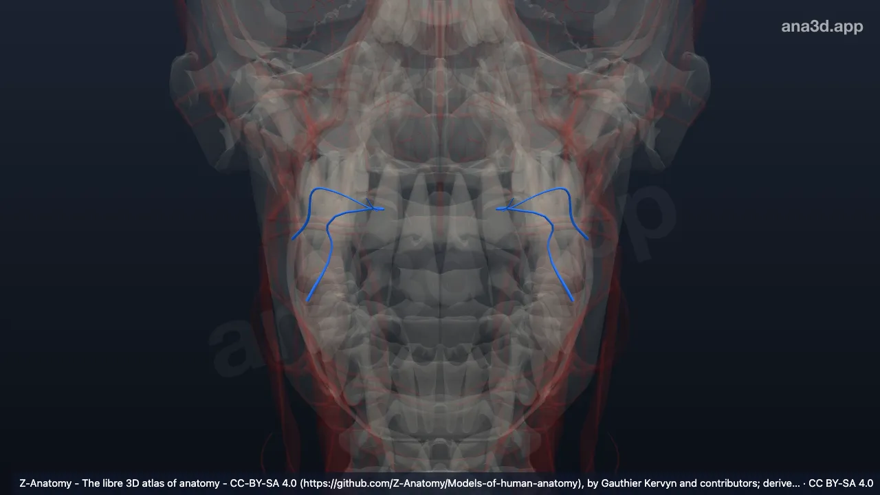 3D-Modell: Arteria pharyngea ascendens