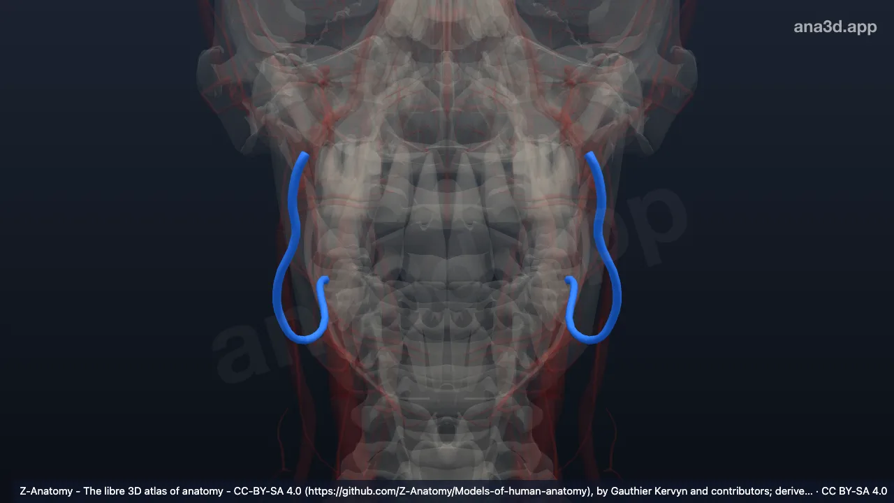 3D-Modell: Arteria facialis