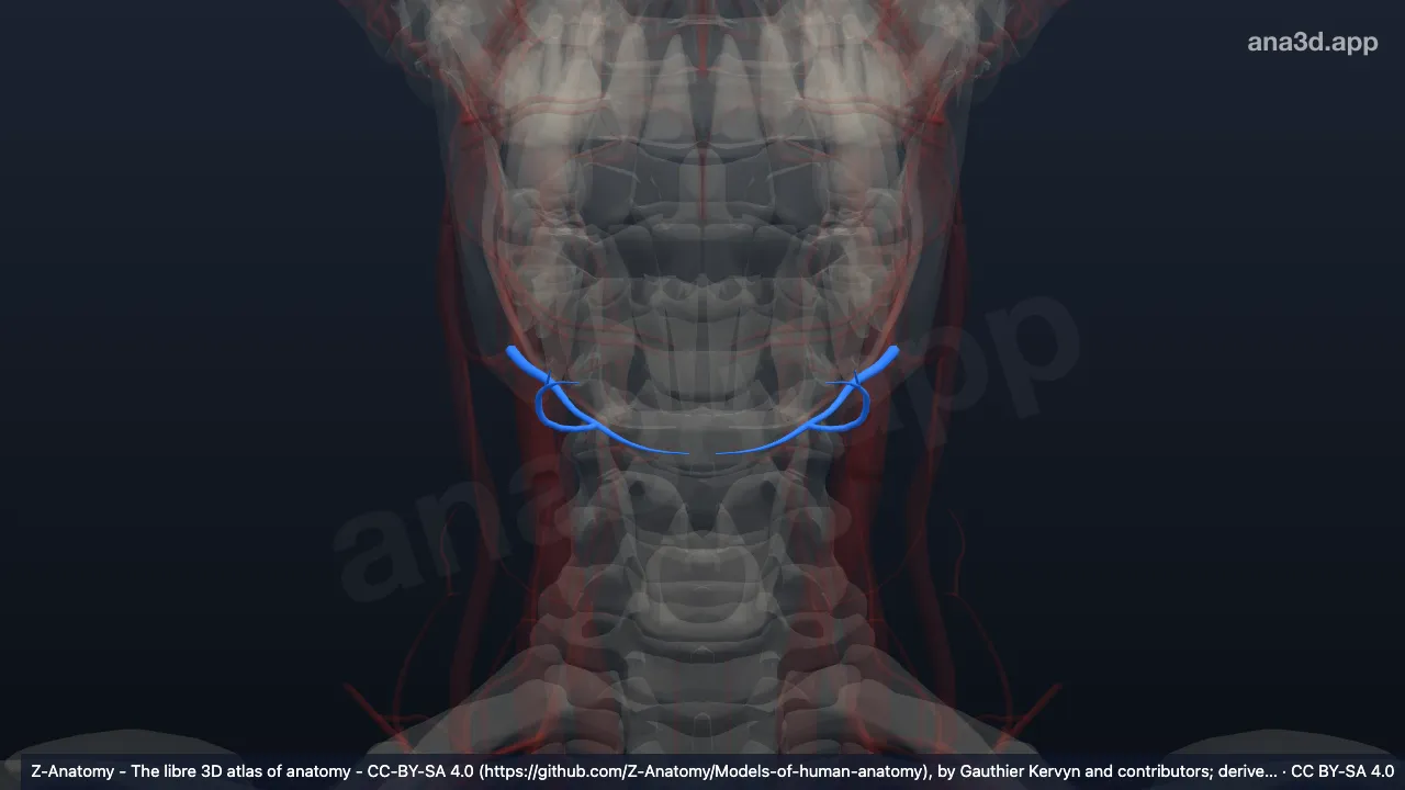 3D-Modell: Arteria submentalis