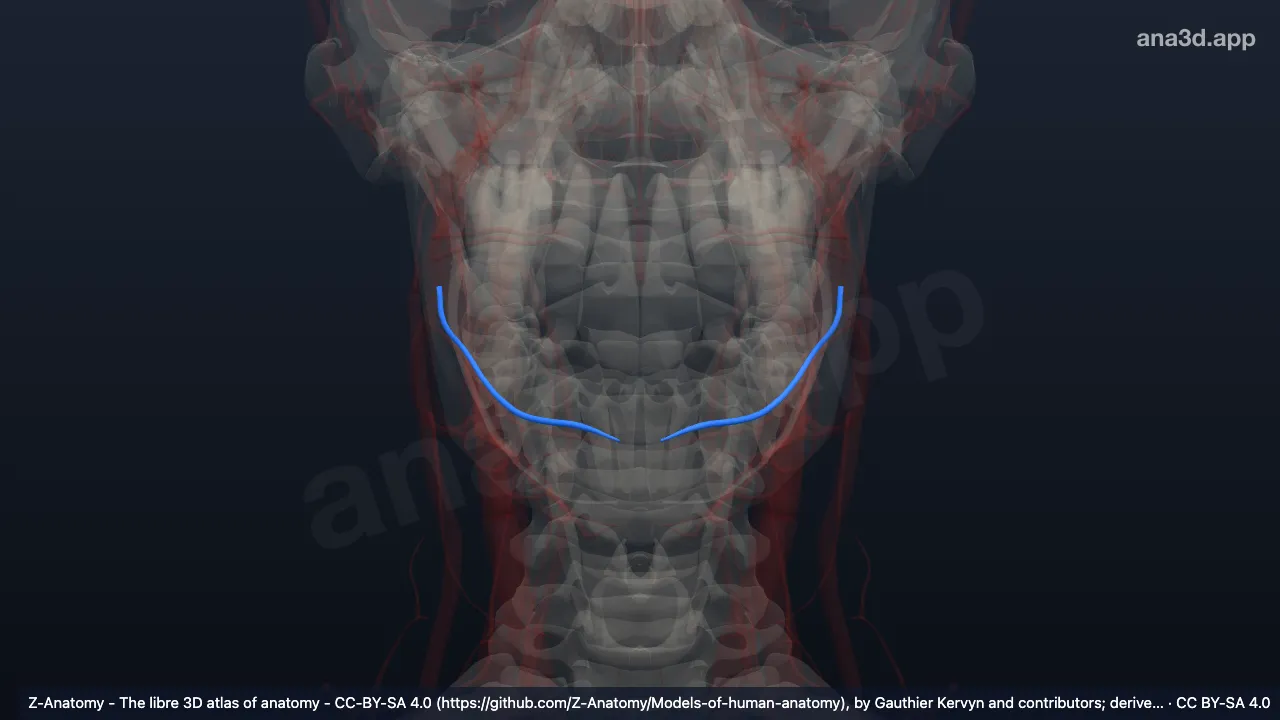 3D-Modell: Arteria labialis inferior