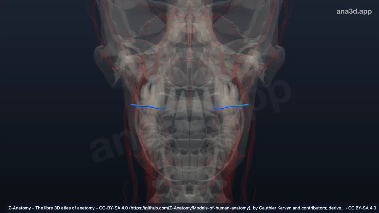 3D-Modell: Arteria labialis superior