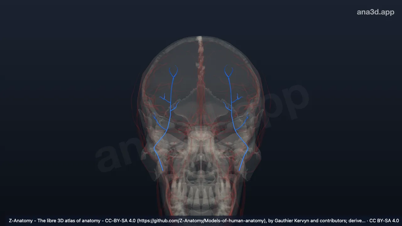 3D-Modell: Arteria occipitalis