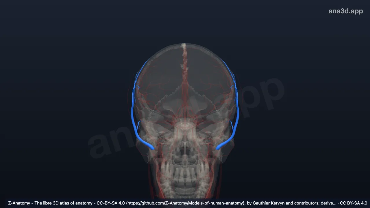 3D model: superficial temporal artery