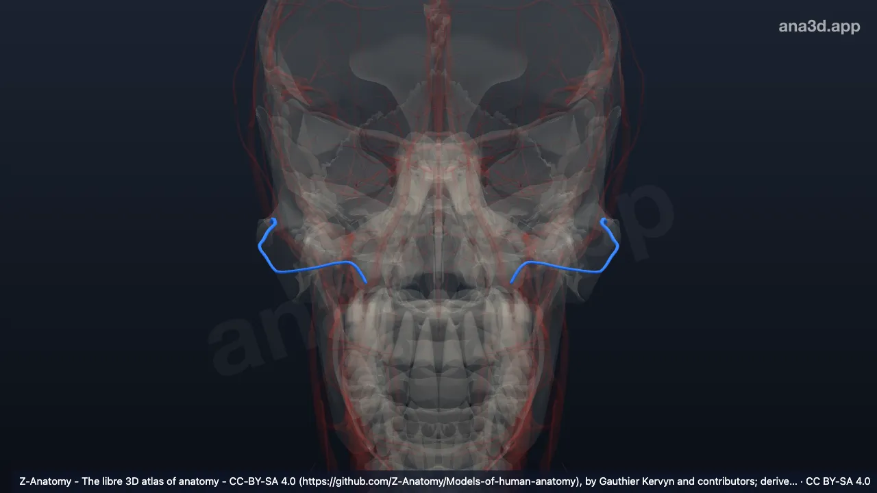 Modelo 3D: Arteria facial transversa