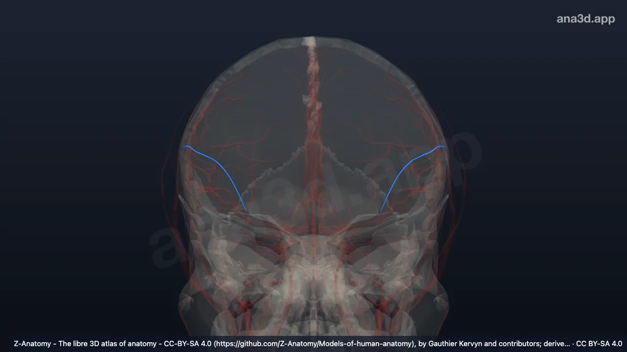 Model 3D: Cabang frontalis arteri temporalis superfisialis
