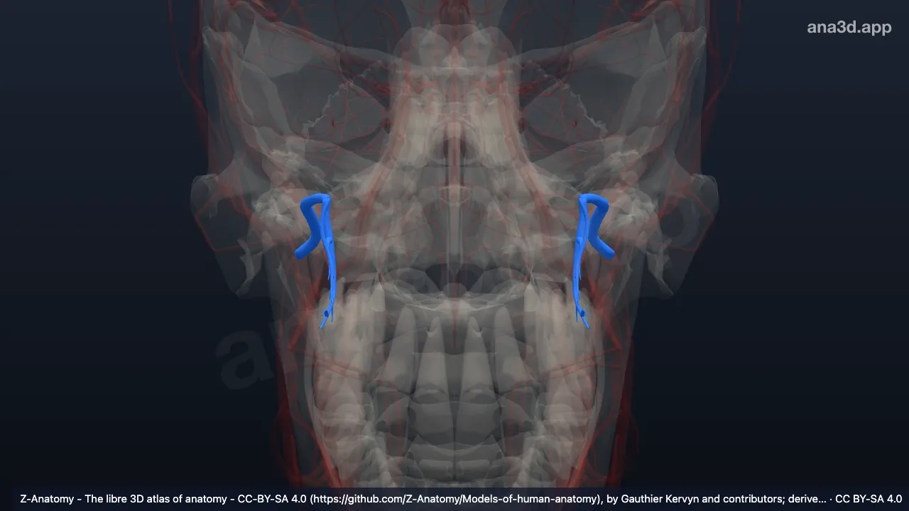 3D-Modell: Arteria maxillaris