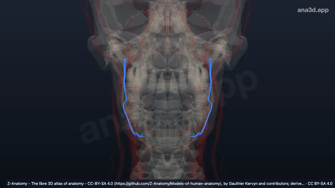 Modelo 3D: Artéria alveolar inferior