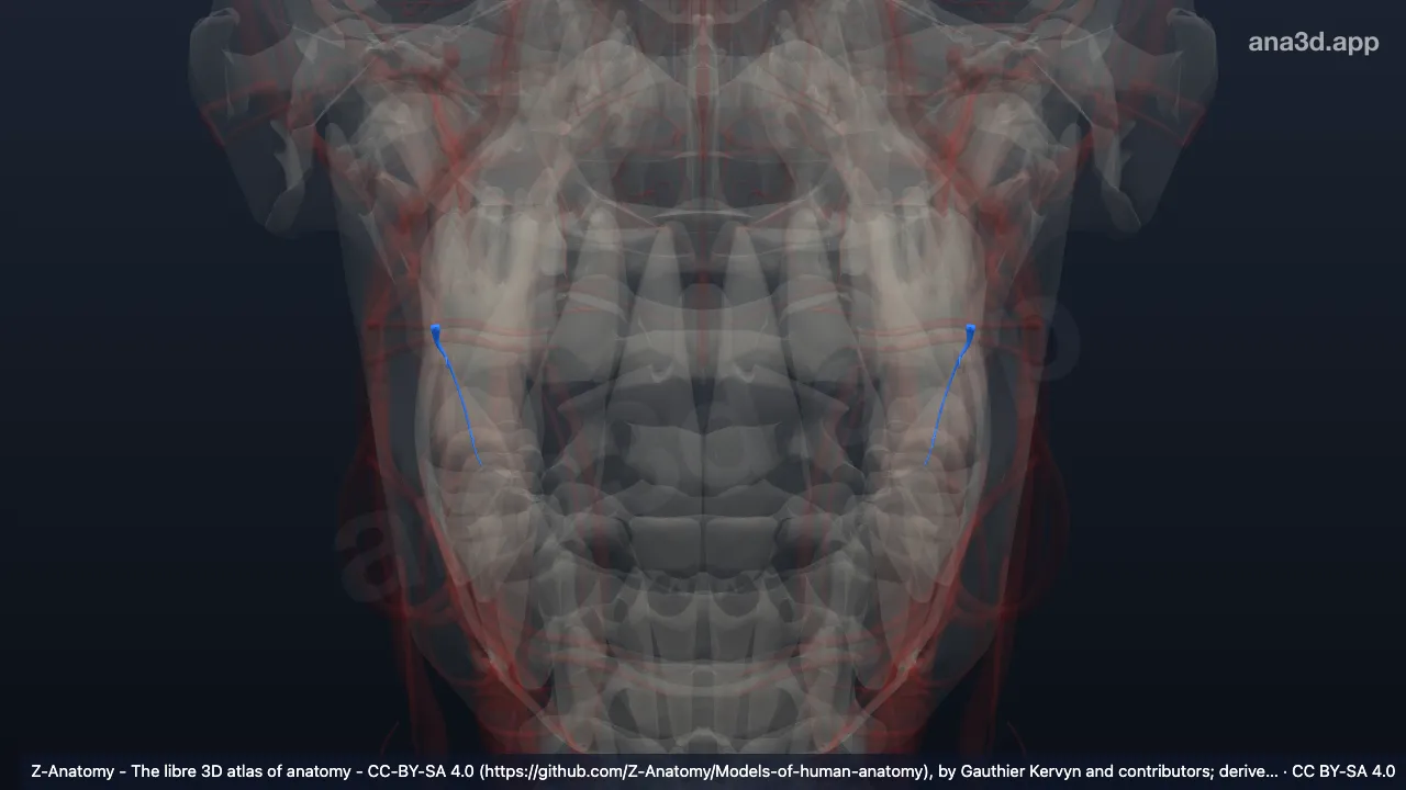 3D 模型：下牙槽动脉下颌舌骨肌支