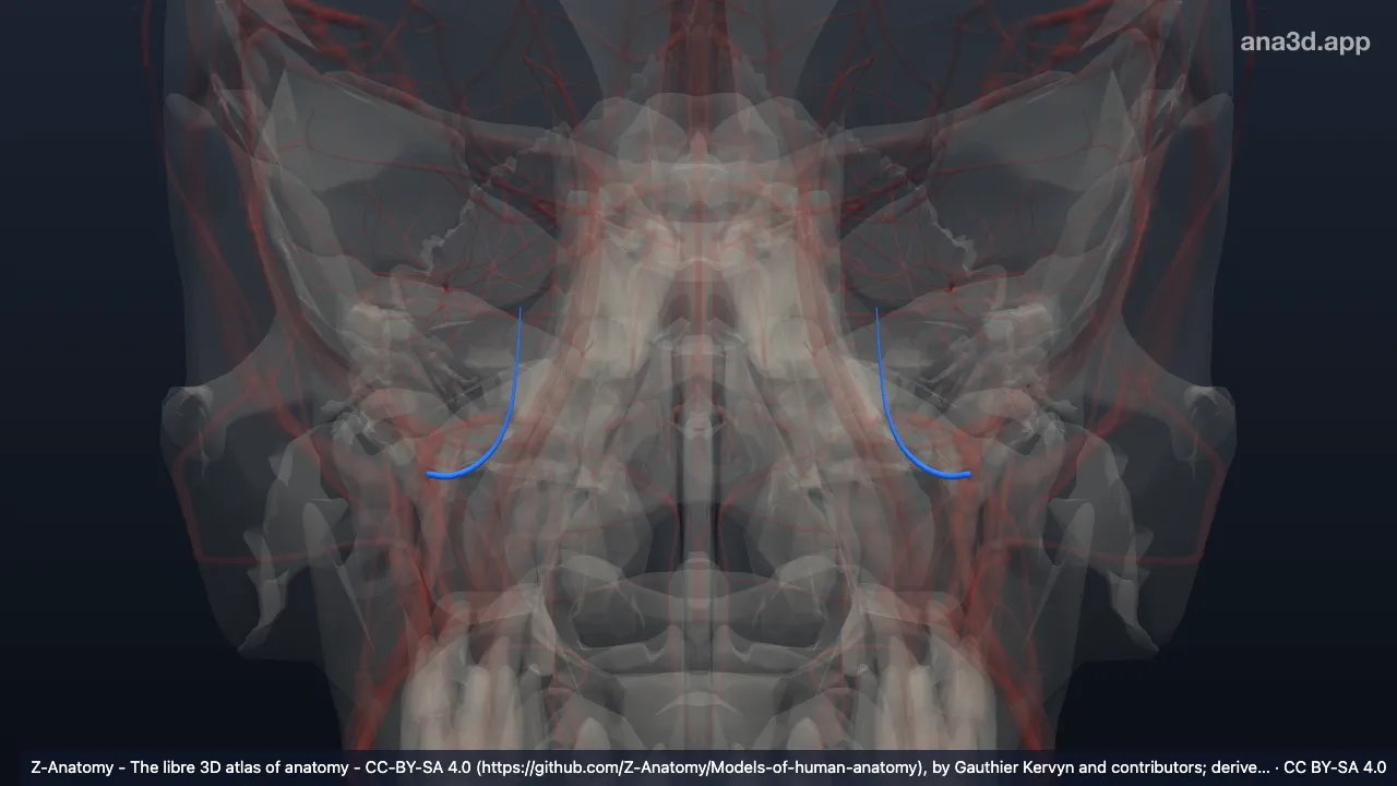 3D model: middle meningeal artery