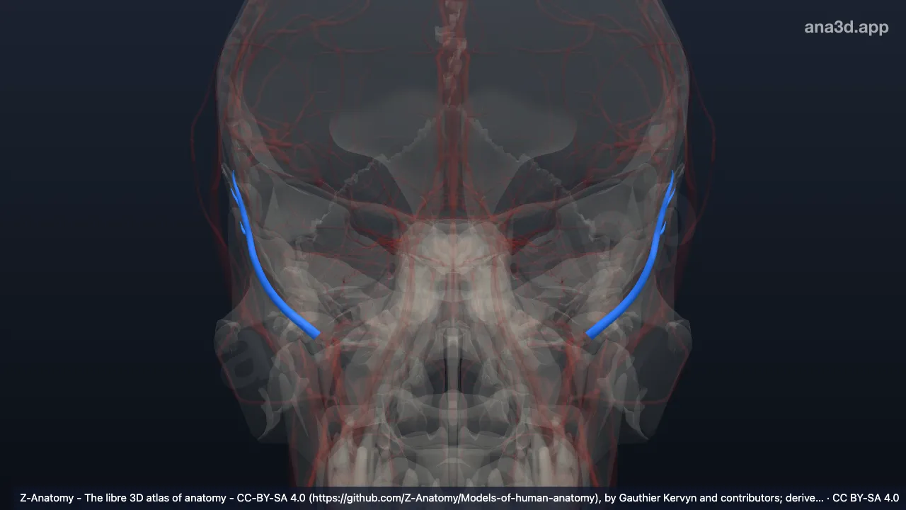 3D-Modell: Arteria temporalis profunda posterior