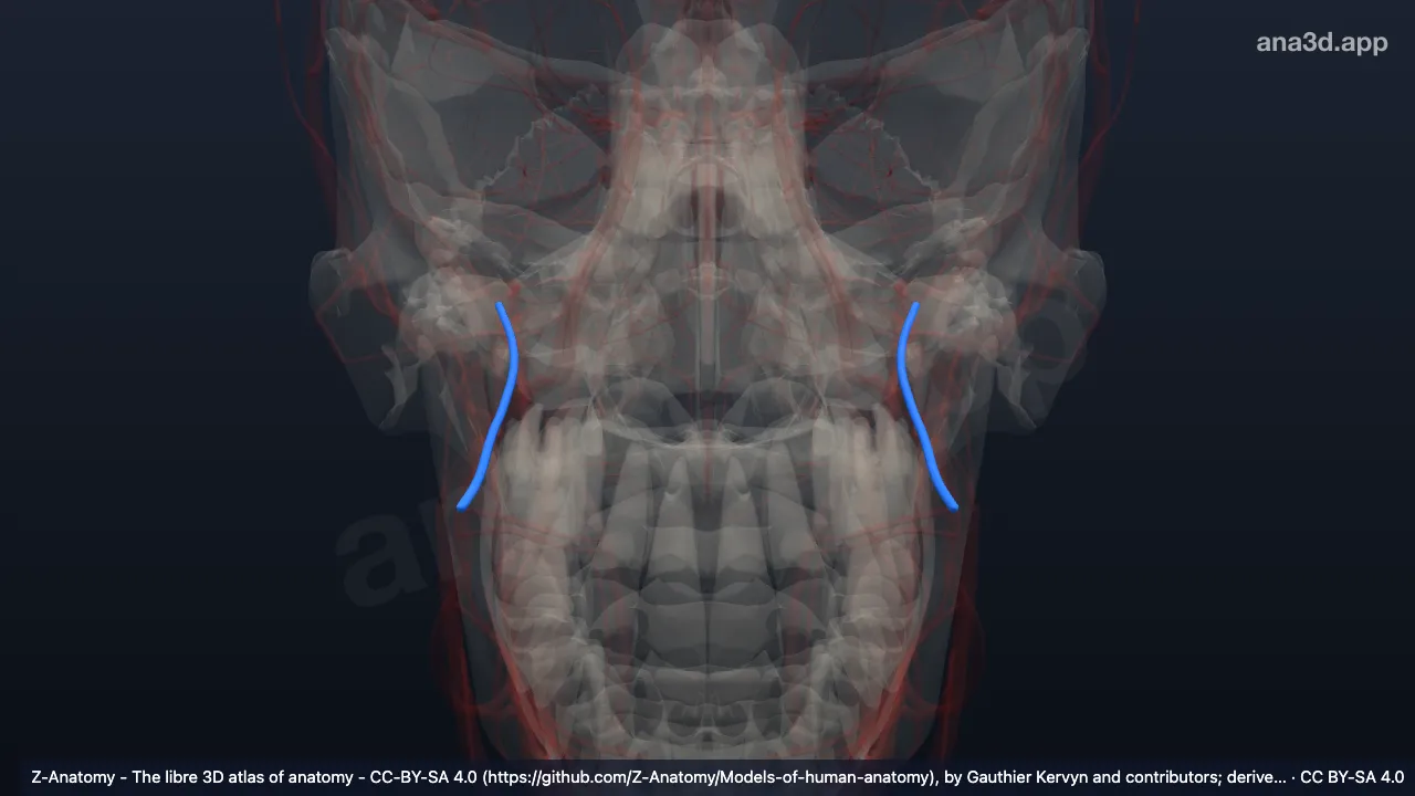Modelo 3D: Artéria bucal