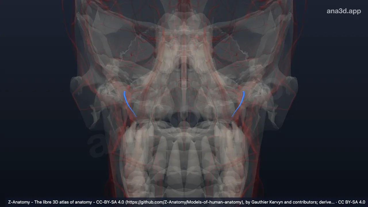 3D-Modell: Arteria alveolaris superior posterior