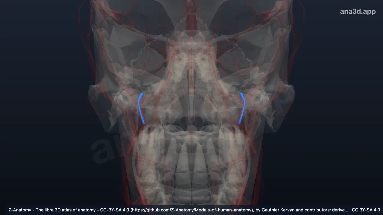 3D model: infra-orbital artery