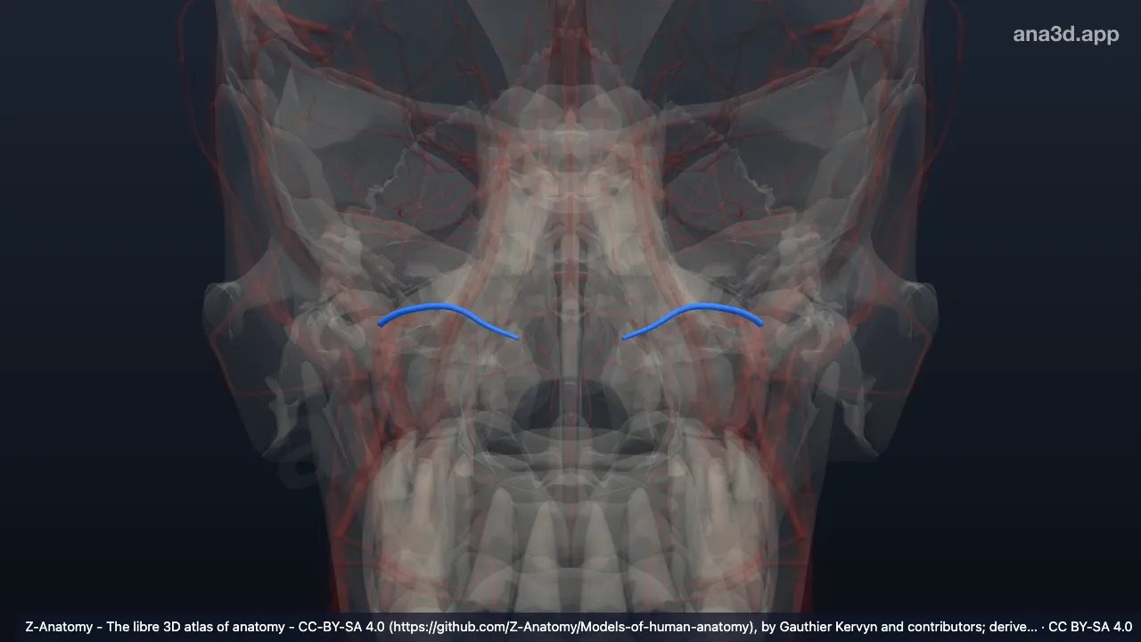 Model 3D: Arteri kanalis pterigoideus