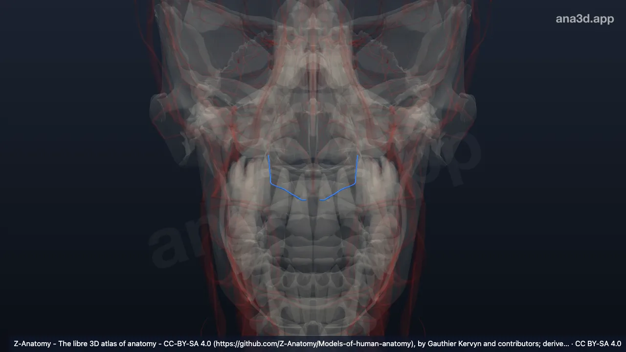 3D model: greater palatine artery