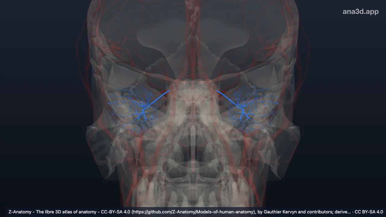 Modelo 3D: Arteria central de la retina