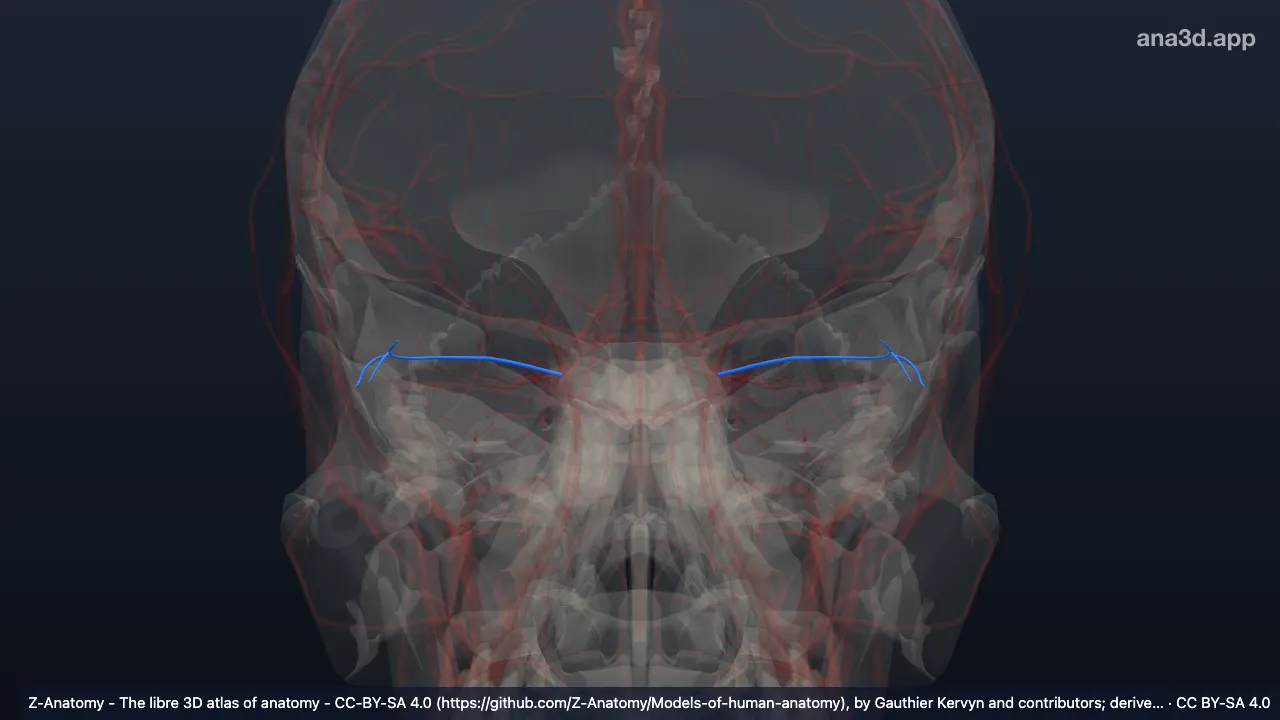 3D model: lacrimal artery