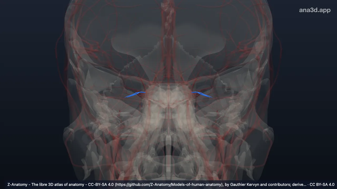 3D model: short posterior ciliary arteries