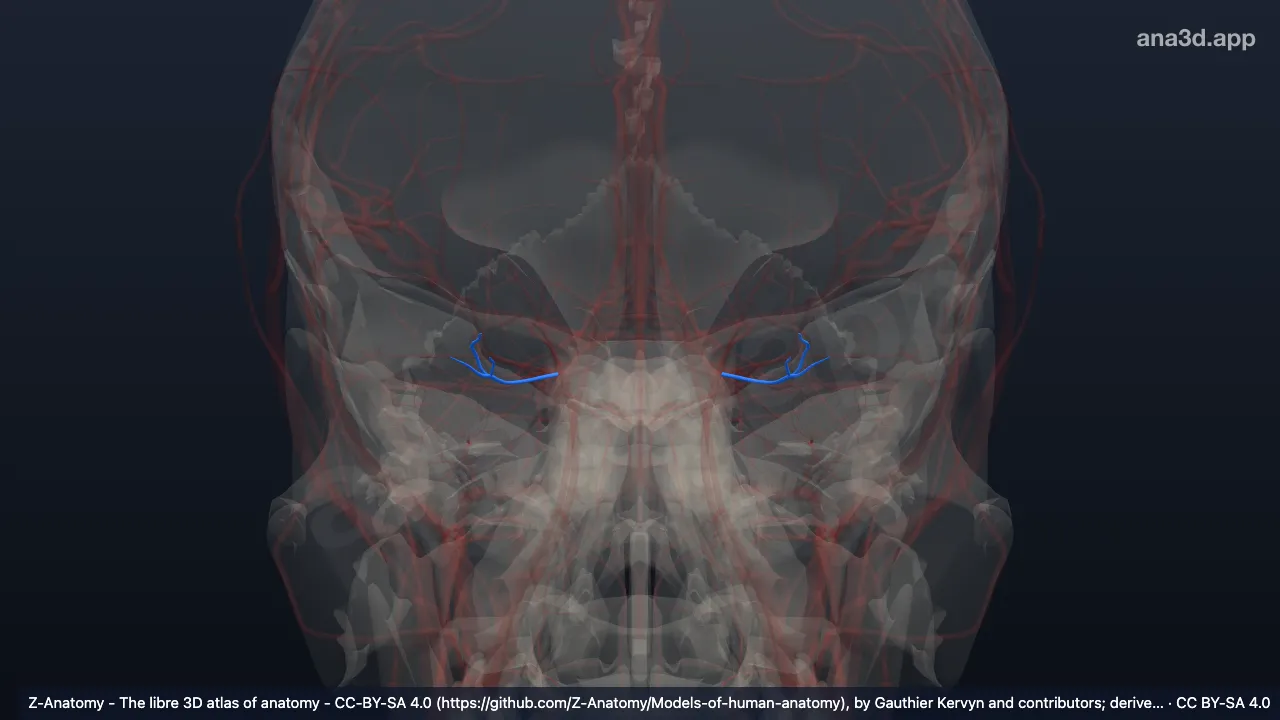 3D-Modell: Arteriae ciliares posteriores longae