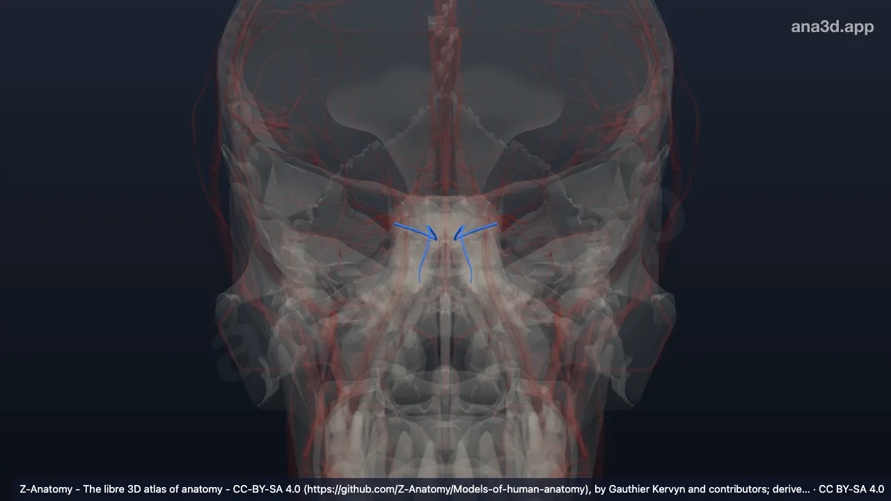 3D-Modell: Arteria ethmoidalis anterior
