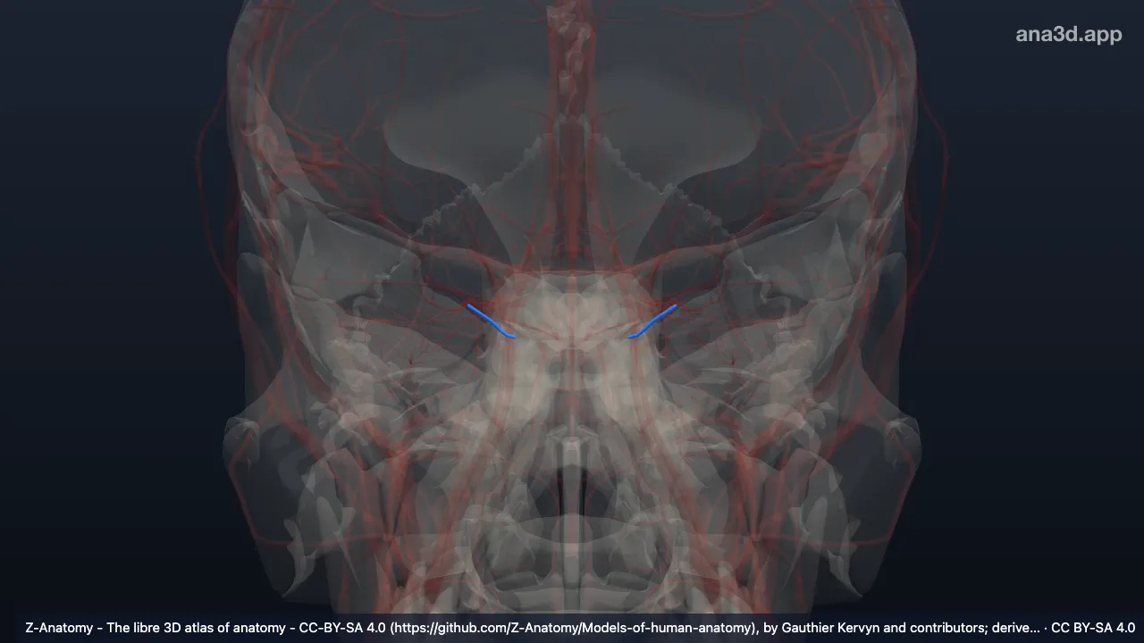 3D-Modell: Arteria ethmoidea posterior
