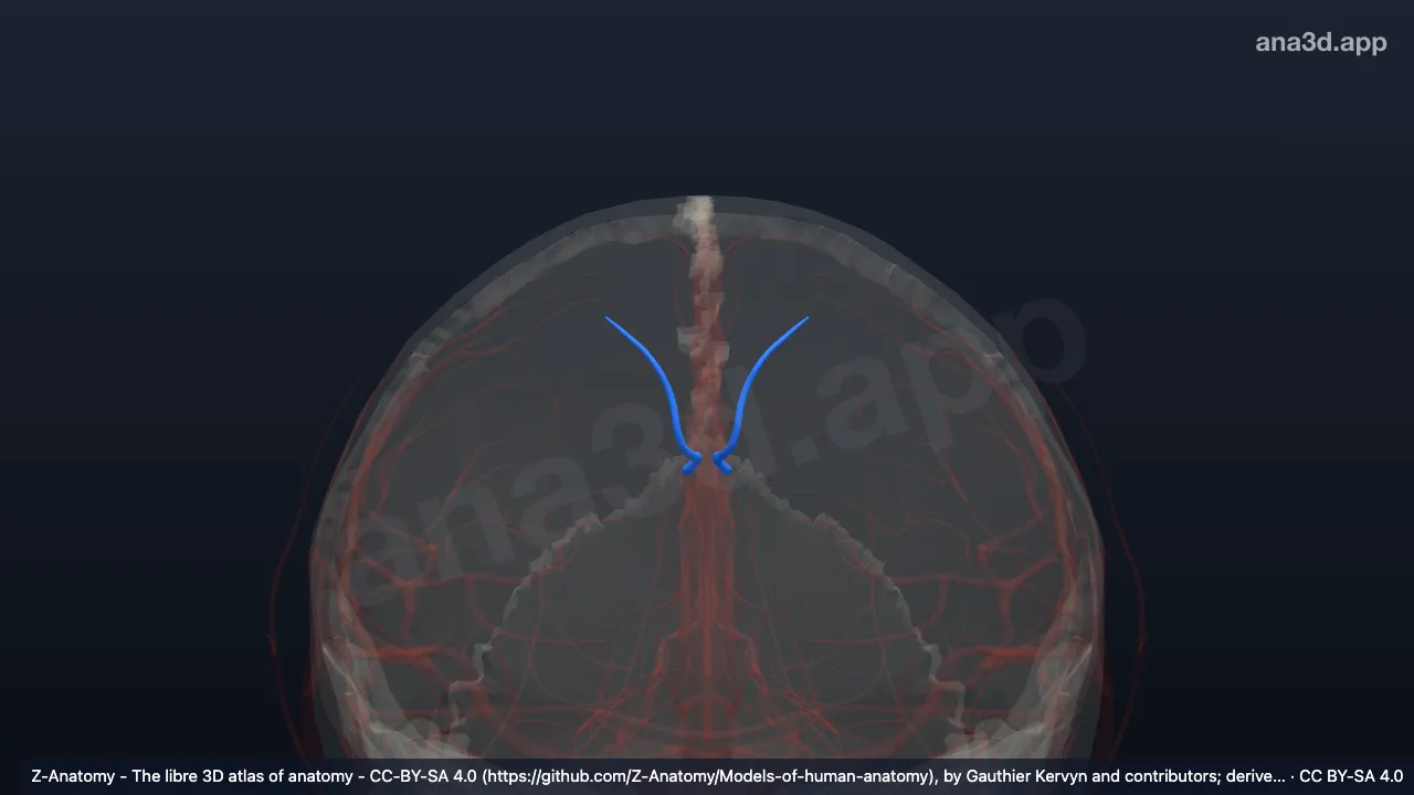 3D model: frontal branches of callosomarginal artery