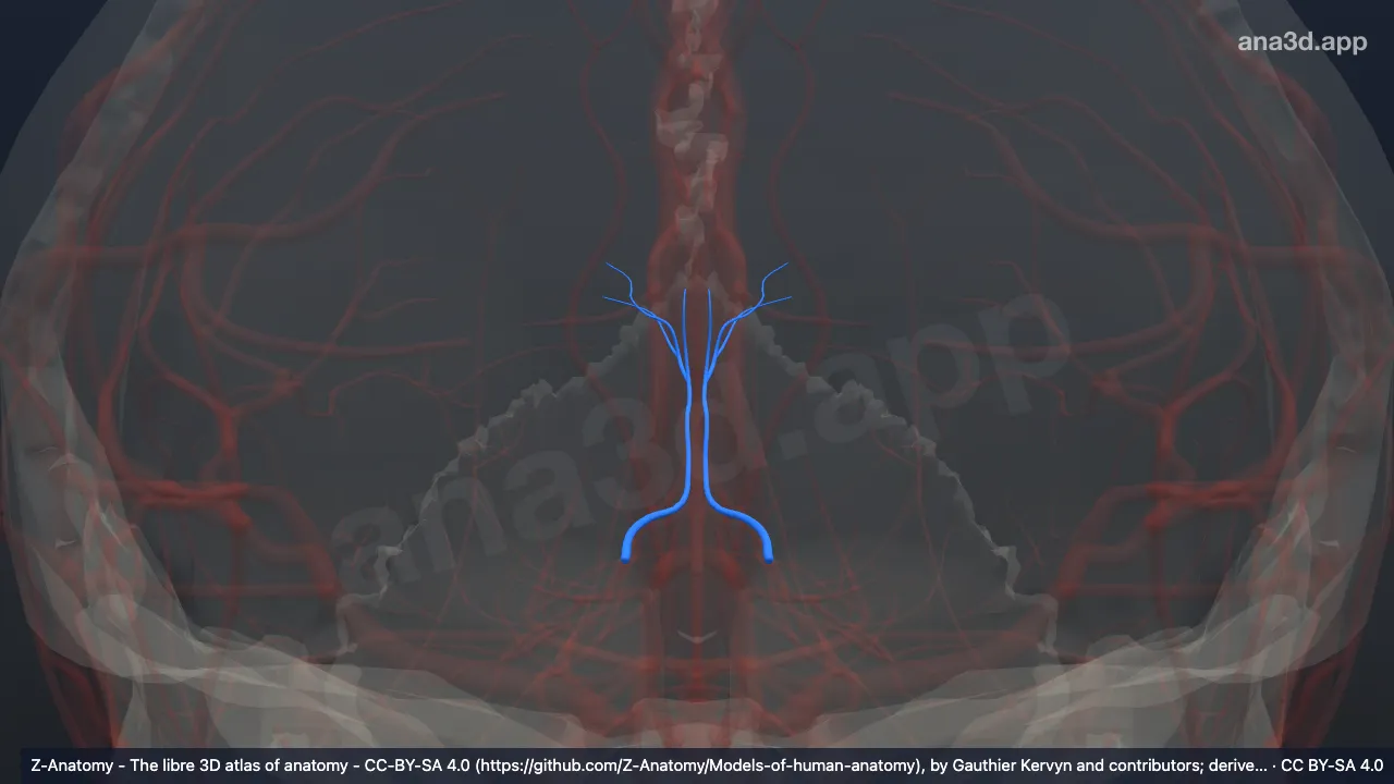 3D-Modell: Arteria parietooccipitalis