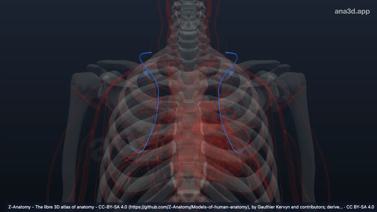 Model 3D: (Cabang profunda arteri servikalis transversa)