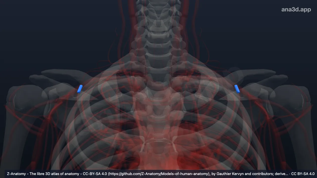 3D model: thoraco-acromial artery