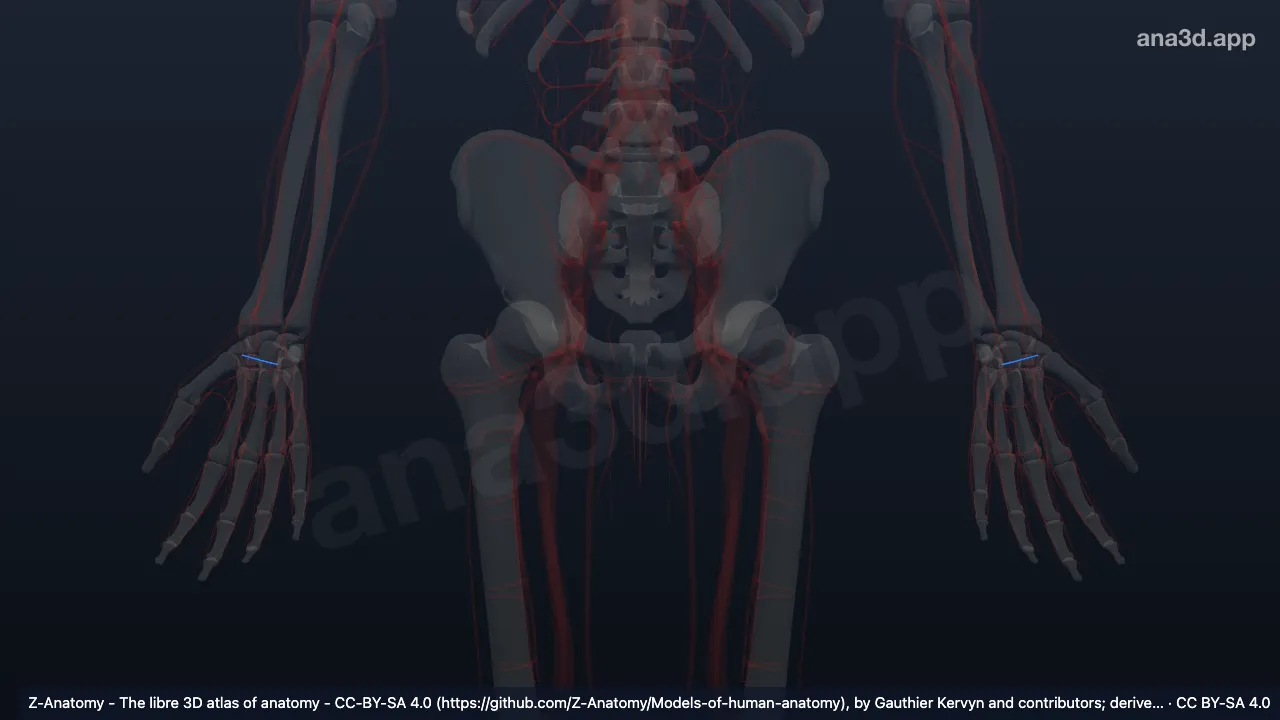 3D model: dorsal carpal anastomosis