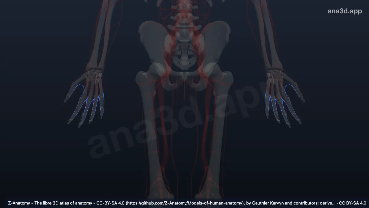 3D-Modell: Arteriae digitales dorsales manus